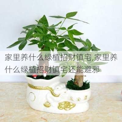 家里养什么绿植招财镇宅,家里养什么绿植招财镇宅还能避邪-第2张图片-花卉百科