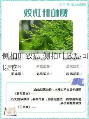 侧柏叶致癌,侧柏叶致癌可以吃-第3张图片-花卉百科