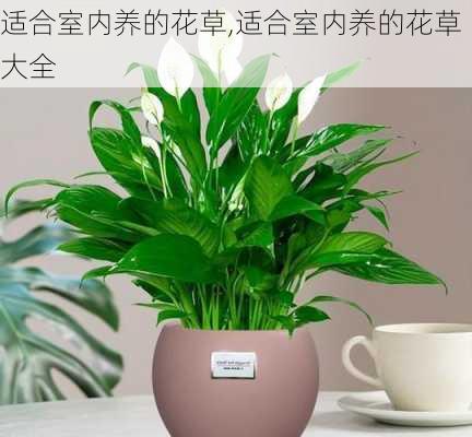 适合室内养的花草,适合室内养的花草大全-第2张图片-花卉百科