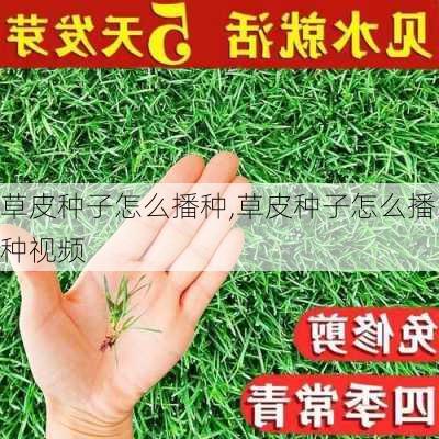 草皮种子怎么播种,草皮种子怎么播种视频-第1张图片-花卉百科