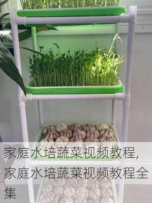 家庭水培蔬菜视频教程,家庭水培蔬菜视频教程全集-第2张图片-花卉百科