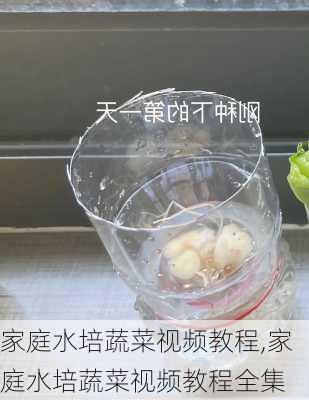 家庭水培蔬菜视频教程,家庭水培蔬菜视频教程全集-第3张图片-花卉百科