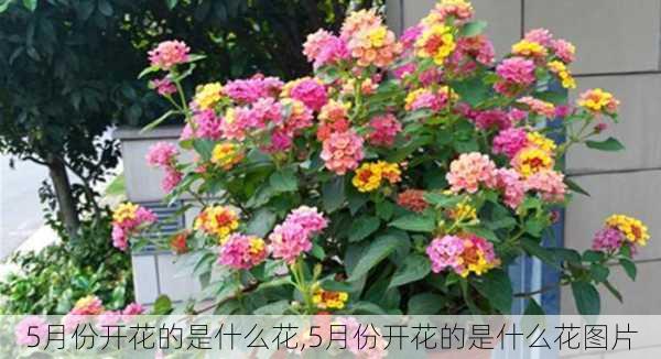 5月份开花的是什么花,5月份开花的是什么花图片