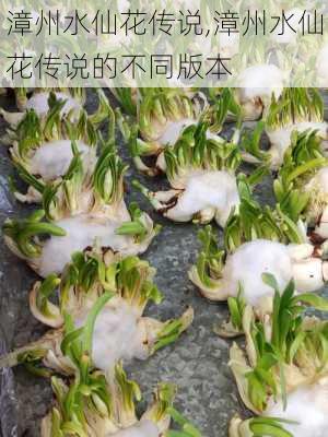 漳州水仙花传说,漳州水仙花传说的不同版本-第1张图片-花卉百科