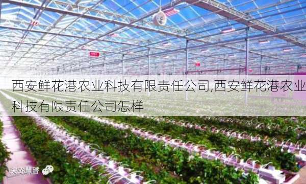 西安鲜花港农业科技有限责任公司,西安鲜花港农业科技有限责任公司怎样-第3张图片-花卉百科