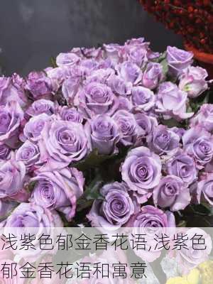 浅紫色郁金香花语,浅紫色郁金香花语和寓意