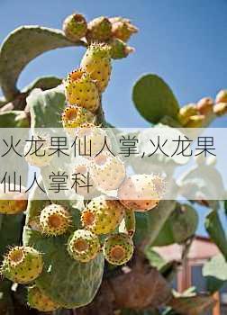 火龙果仙人掌,火龙果仙人掌科-第1张图片-花卉百科