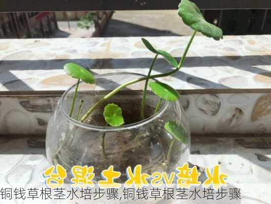 铜钱草根茎水培步骤,铜钱草根茎水培步骤-第2张图片-花卉百科