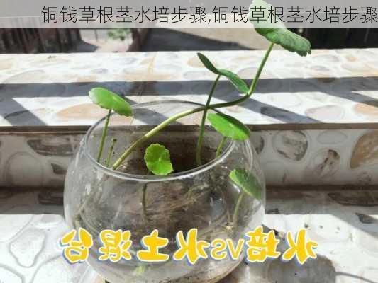 铜钱草根茎水培步骤,铜钱草根茎水培步骤