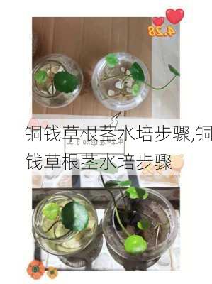 铜钱草根茎水培步骤,铜钱草根茎水培步骤-第3张图片-花卉百科