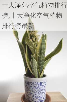 十大净化空气植物排行榜,十大净化空气植物排行榜最新-第2张图片-花卉百科