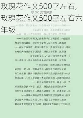 玫瑰花作文500字左右,玫瑰花作文500字左右六年级