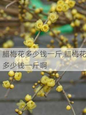 腊梅花多少钱一斤,腊梅花多少钱一斤啊-第2张图片-花卉百科