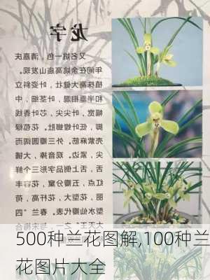 500种兰花图解,100种兰花图片大全