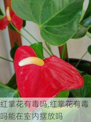 红掌花有毒吗,红掌花有毒吗能在室内摆放吗