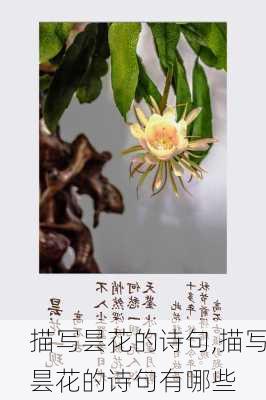 描写昙花的诗句,描写昙花的诗句有哪些-第1张图片-花卉百科