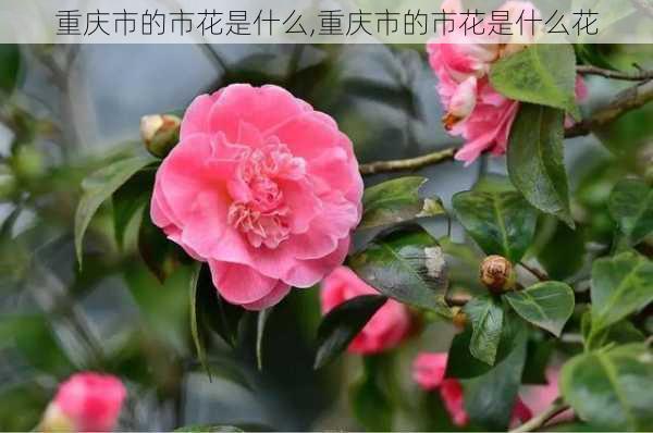 重庆市的市花是什么,重庆市的市花是什么花