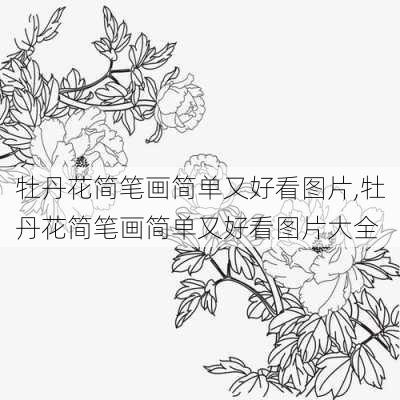 牡丹花简笔画简单又好看图片,牡丹花简笔画简单又好看图片大全