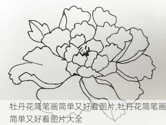 牡丹花简笔画简单又好看图片,牡丹花简笔画简单又好看图片大全-第3张图片-花卉百科