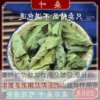 桑叶的功效与作用及禁忌,桑叶的功效与作用及禁忌的功效与作用茯苓-第2张图片-花卉百科