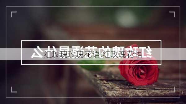 红玫瑰玫瑰花语,红玫瑰花语-第2张图片-花卉百科