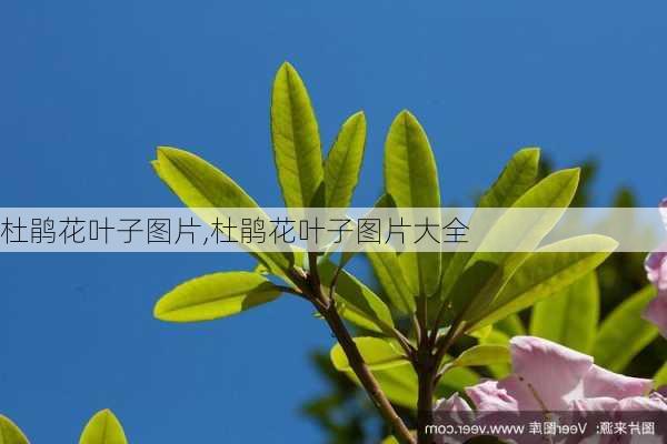 杜鹃花叶子图片,杜鹃花叶子图片大全