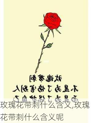 玫瑰花带刺什么含义,玫瑰花带刺什么含义呢