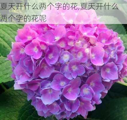 夏天开什么两个字的花,夏天开什么两个字的花呢-第3张图片-花卉百科