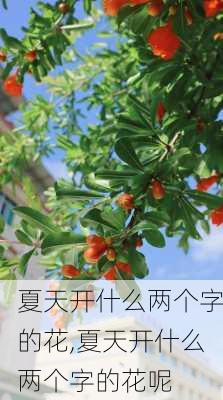 夏天开什么两个字的花,夏天开什么两个字的花呢-第2张图片-花卉百科