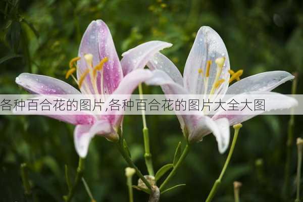 各种百合花的图片,各种百合花的图片大全大图-第3张图片-花卉百科