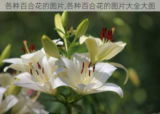 各种百合花的图片,各种百合花的图片大全大图-第1张图片-花卉百科