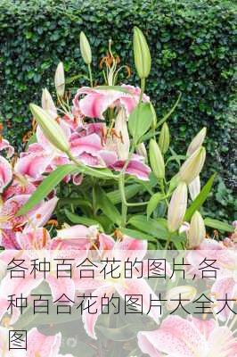 各种百合花的图片,各种百合花的图片大全大图-第2张图片-花卉百科