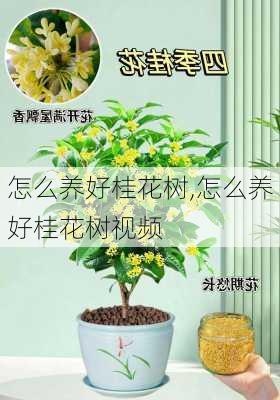 怎么养好桂花树,怎么养好桂花树视频