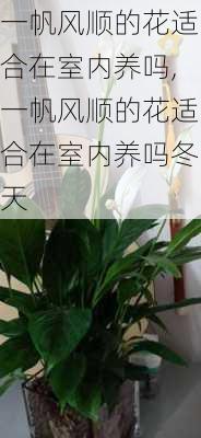 一帆风顺的花适合在室内养吗,一帆风顺的花适合在室内养吗冬天