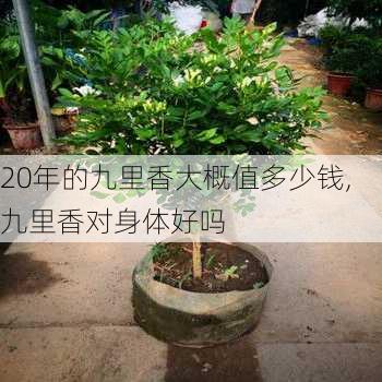 20年的九里香大概值多少钱,九里香对身体好吗-第3张图片-花卉百科