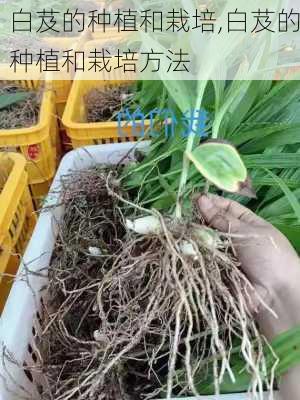 白芨的种植和栽培,白芨的种植和栽培方法