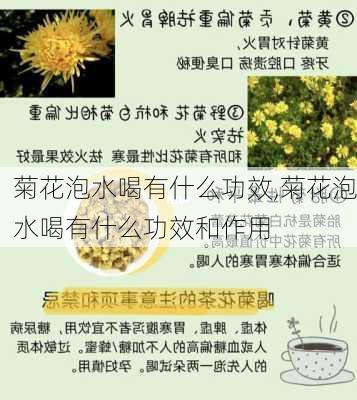 菊花泡水喝有什么功效,菊花泡水喝有什么功效和作用