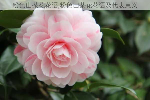 粉色山茶花花语,粉色山茶花花语及代表意义