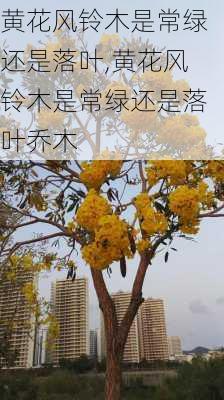 黄花风铃木是常绿还是落叶,黄花风铃木是常绿还是落叶乔木