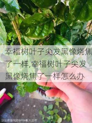 幸福树叶子尖发黑像烧焦了一样,幸福树叶子尖发黑像烧焦了一样怎么办