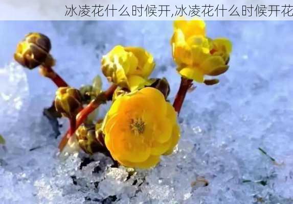 冰凌花什么时候开,冰凌花什么时候开花-第1张图片-花卉百科