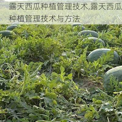 露天西瓜种植管理技术,露天西瓜种植管理技术与方法-第2张图片-花卉百科