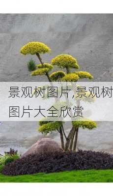 景观树图片,景观树图片大全欣赏