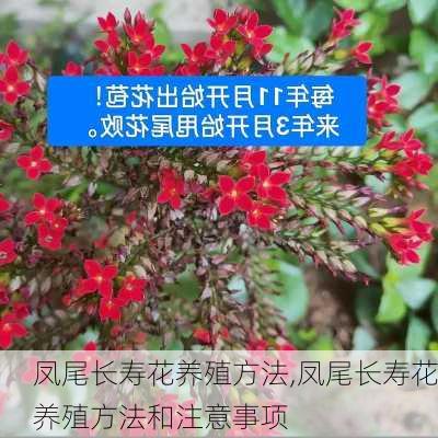 凤尾长寿花养殖方法,凤尾长寿花养殖方法和注意事项