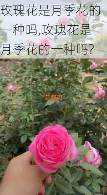 玫瑰花是月季花的一种吗,玫瑰花是月季花的一种吗?