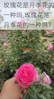 玫瑰花是月季花的一种吗,玫瑰花是月季花的一种吗?-第2张图片-花卉百科