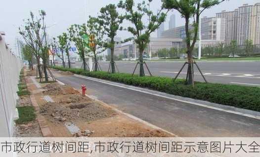 市政行道树间距,市政行道树间距示意图片大全-第2张图片-花卉百科