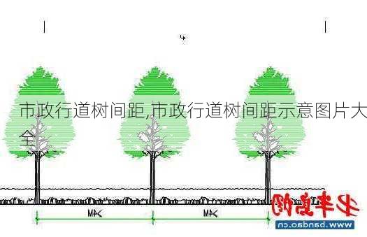 市政行道树间距,市政行道树间距示意图片大全-第1张图片-花卉百科