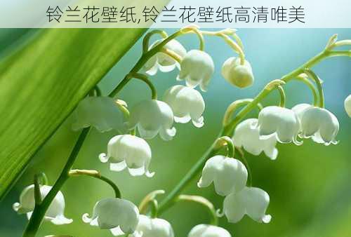 铃兰花壁纸,铃兰花壁纸高清唯美-第1张图片-花卉百科