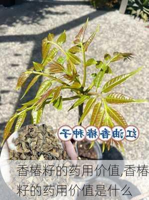 香椿籽的药用价值,香椿籽的药用价值是什么